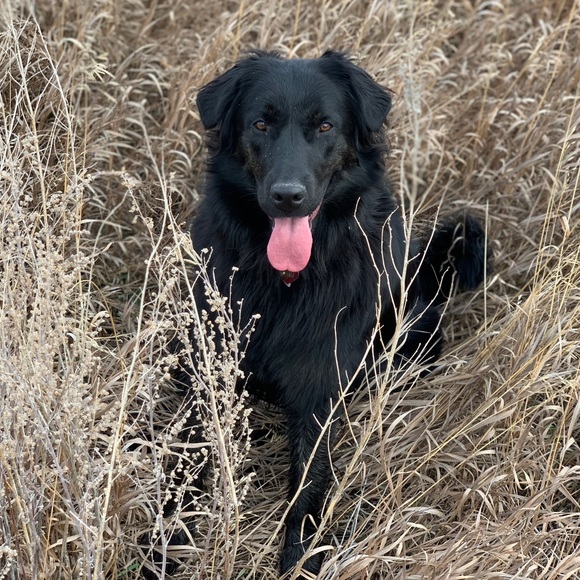 Meet your Posher, Chrystina - Picture 1 of 1